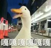 萌宠 小鸭子 嘎嘎嘎 开心 搞怪 逗