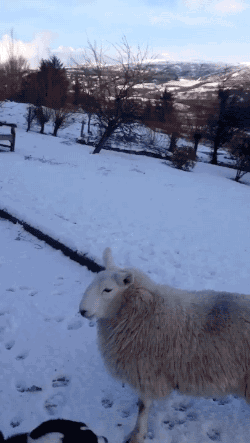 雪 动物 狗 羔羊 可爱 萌宠 汪星人