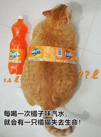 对比 搞笑 萌宠 可爱 蠢萌