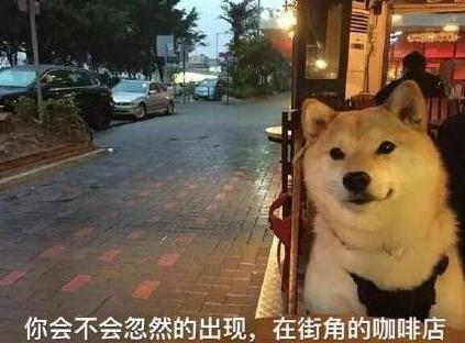 汪星人 单身狗 搞笑 文字表情包 光棍节