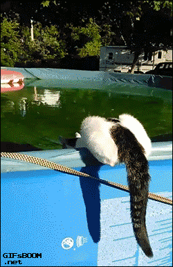 猫咪 水池 轻功 水上漂