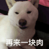 狗狗 吃肉 萌宠 可爱