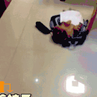 二哈 狗狗 汪星人 萌宠 可爱