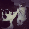 喵星人 猫咪 萌宠