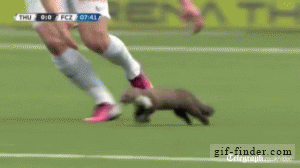雪貂 ferret 奔跑 抓住 足球 咬