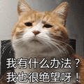 猫 办法 绝望