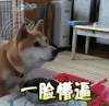 狗 一脸懵逼 蒙圈 一脸懵比