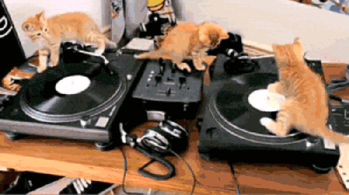 唱片机 滑动 猫咪 搞笑