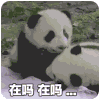 萌宠 熊猫 在吗 醒醒 搞怪 呆萌