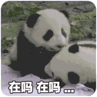 萌宠 熊猫 在吗 醒醒 搞怪 呆萌