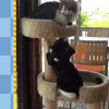 狗 猫 是傻子吧 卖萌 萌宠 可爱 动物