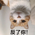 反了你 生气 猫