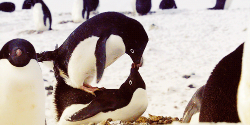 企鹅 可爱 你说你最爱的是不是我