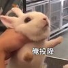 萌宠 兔子 投降 求你 搞怪 呆萌