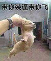恶搞 萌萌哒 狗 带你装逼带你飞