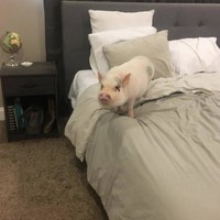 可爱 萌宠 假期 猪猪女孩 搞笑