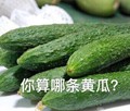 黄瓜 蔬菜 搞笑 雷人 斗图 你算哪条黄瓜