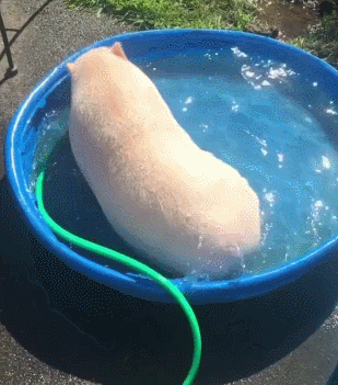 猪猪 洗澡 享受 阳光