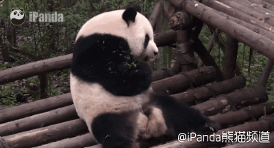 大熊猫 国宝 萌 放松