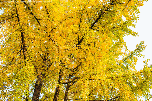 秋季 落叶 黄色 银杏树