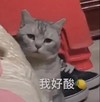 萌宠 猫星人 我好酸 柠檬 搞怪 呆萌