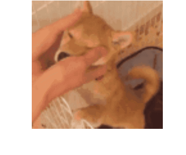 狗 逗比 萌寵 搞笑