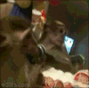 猴子 惊吓 可爱 萌