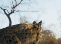 地球脉动 纪录片 美 背影 薮猫 登上