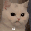 萌宠 猫星人 嫌弃 搞怪 呆萌 可爱