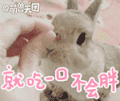 小兔叽 动物 萌 就吃一口不会胖