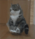 可爱 猫 萌