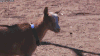 山羊 hey 表情包 嘿 goat