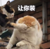 萌宠 猫星人 让你装 可怜 搞怪 逗