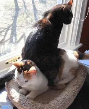 猫咪 坐身上 窗户 摇尾巴