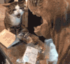 萌宠 猫 惊吓 惊恐 害怕