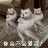 mur猫 憨憨猫 你会不会爱我嗯 搞怪 逗