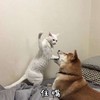 萌宠 猫星人 住嘴 可爱 搞怪