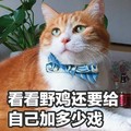 自己加多少戏 猫咪 蝴蝶结 歪头