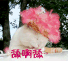 猫 喵星人 添啊舔
