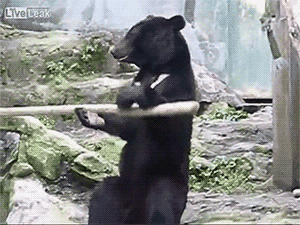 动物 熊 功夫 熊猫