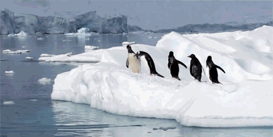 企鹅 南极 可爱 二货