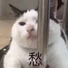 愁 猫 桑心 可爱 呆萌