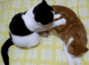 恶搞 内涵 段子 猫咪