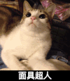 面具超人 猫咪 可爱 大眼睛