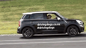 狗狗 开车 汽车 搞笑