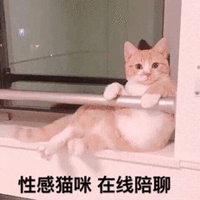 姐妹互怼表情包 性格猫咪 在线陪聊