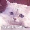 萌宠 猫星人 你怎么还不理我啊 难过 搞怪 逗