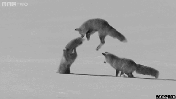 狐狸 跳跃 雪上捕猎 钻 头疼 特效 动画