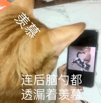 萌宠 猫星人 羡慕 连后脑勺都透露着羡慕 呆萌 搞怪