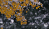 下雪 雪 天气 气象